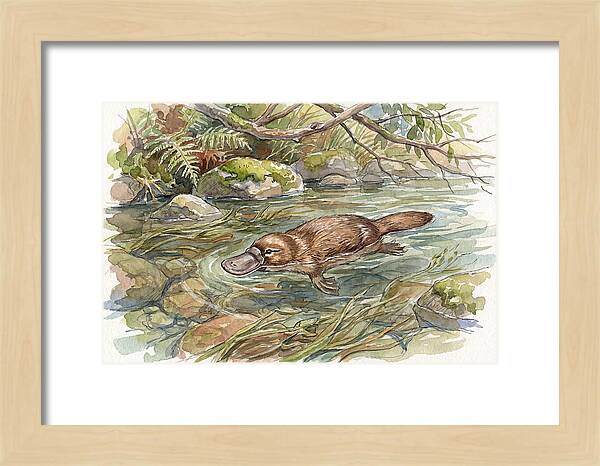 Platypus Swimming Gracefully