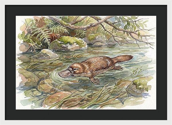 Platypus Swimming Gracefully