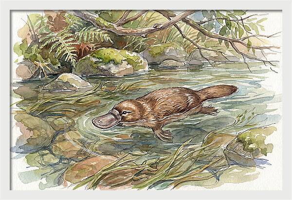 Platypus Swimming Gracefully