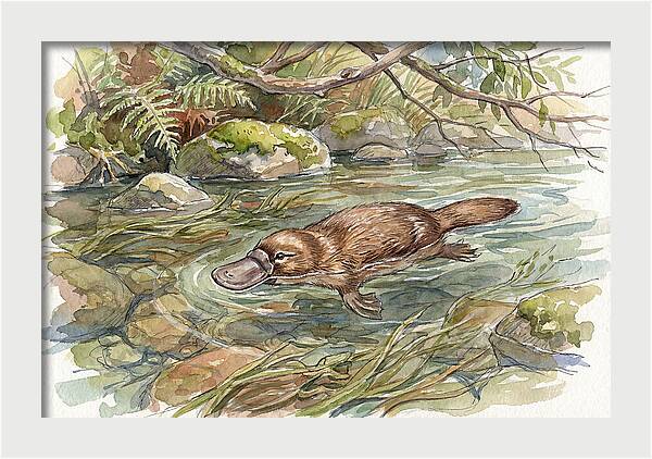 Platypus Swimming Gracefully