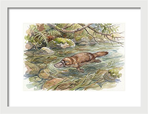 Platypus Swimming Gracefully