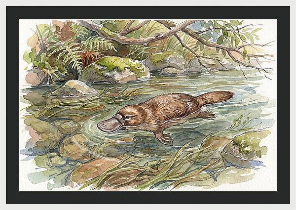 Platypus Swimming Gracefully