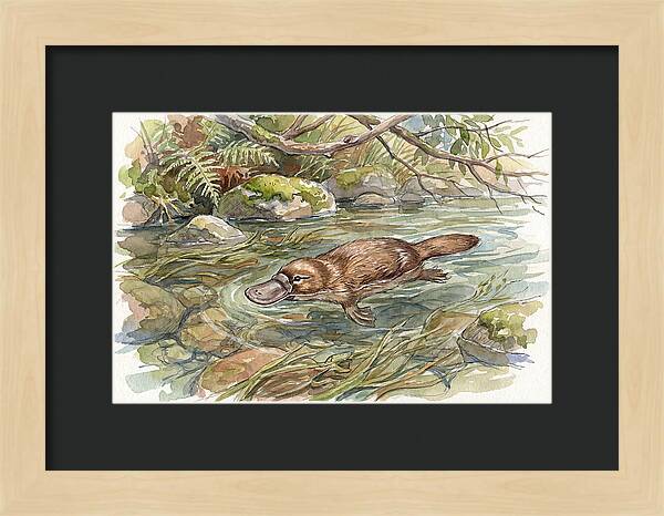 Platypus Swimming Gracefully