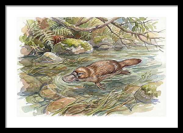 Platypus Swimming Gracefully