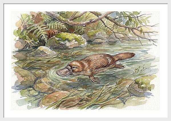 Platypus Swimming Gracefully