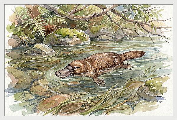 Platypus Swimming Gracefully