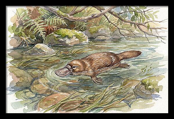 Platypus Swimming Gracefully