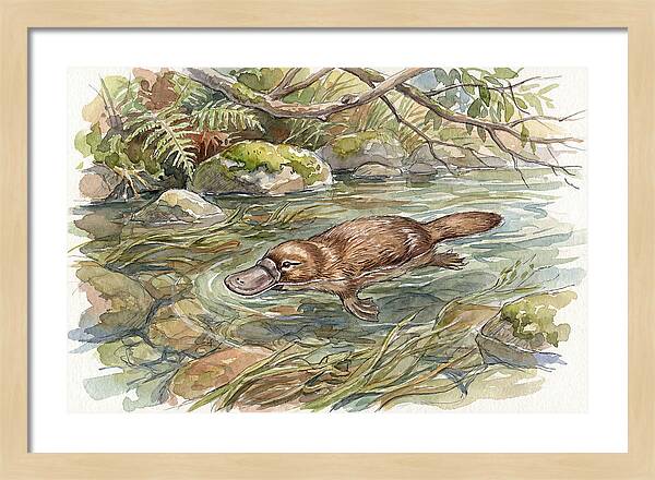 Platypus Swimming Gracefully