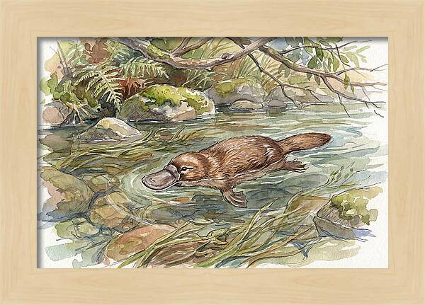 Platypus Swimming Gracefully
