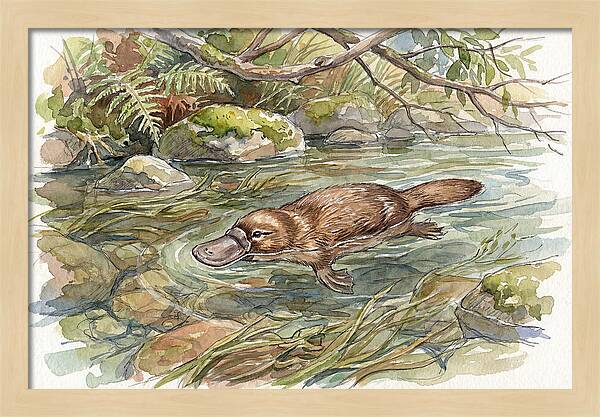 Platypus Swimming Gracefully