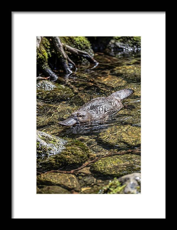 Platypus Swimming In Creek