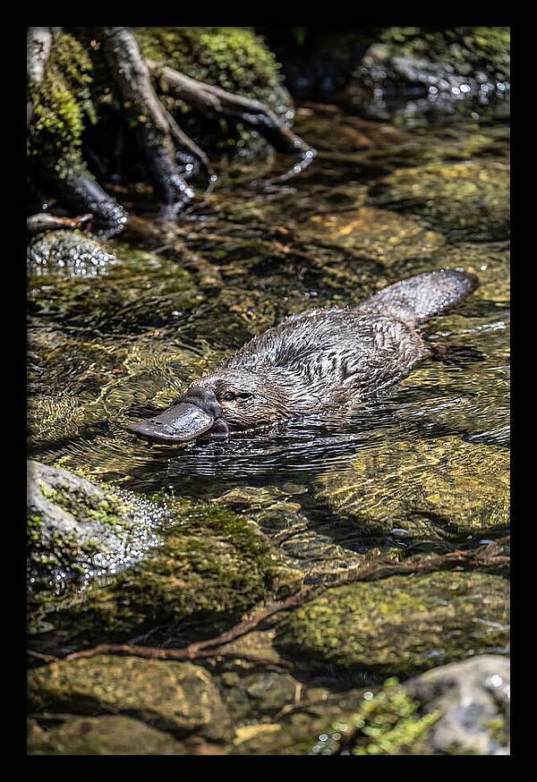 Platypus Swimming In Creek