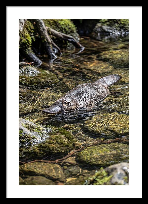 Platypus Swimming In Creek