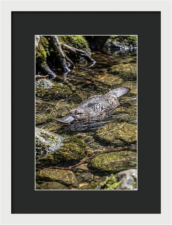 Platypus Swimming In Creek