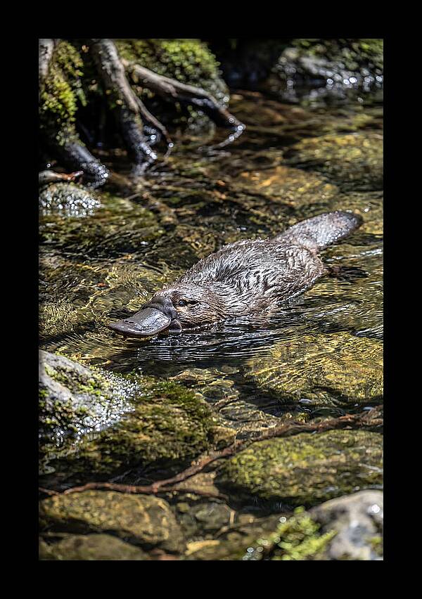 Platypus Swimming In Creek