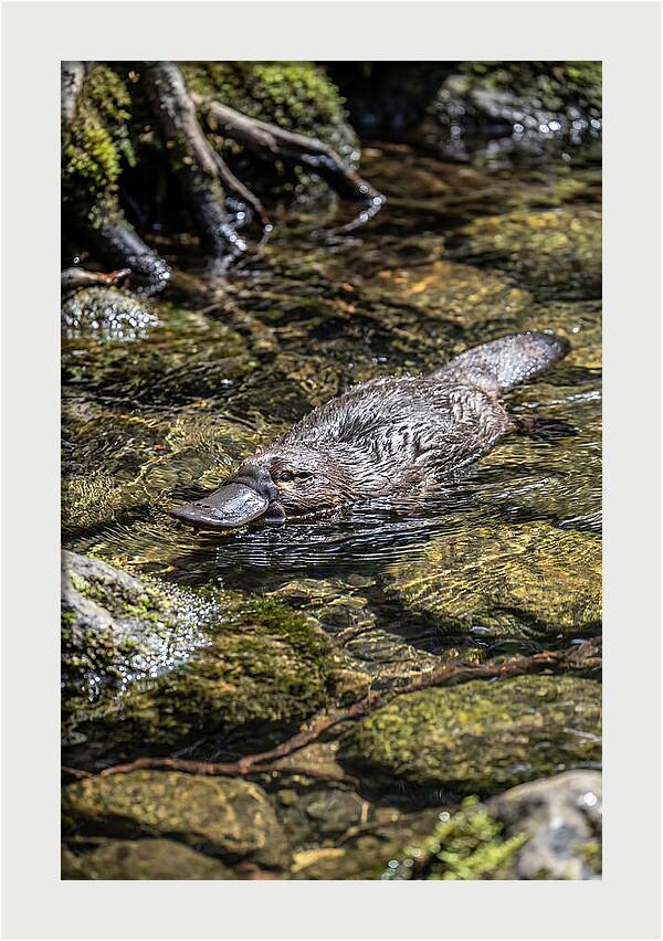 Platypus Swimming In Creek