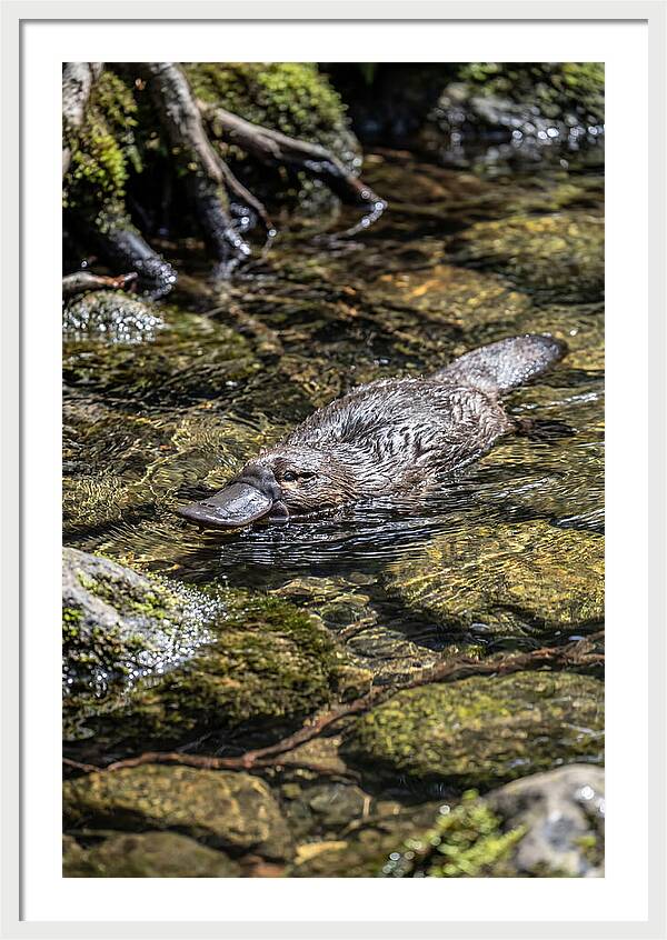 Platypus Swimming In Creek
