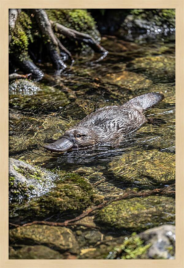 Platypus Swimming In Creek