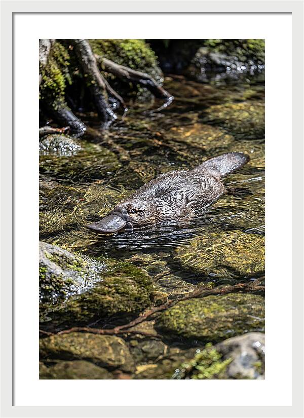 Platypus Swimming In Creek