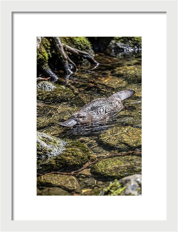 Platypus Swimming In Creek