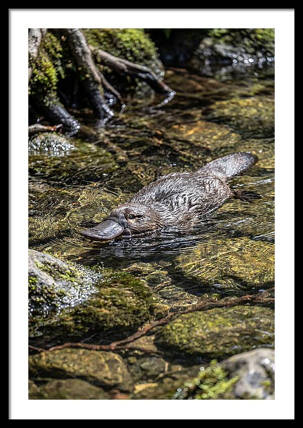 Platypus Swimming In Creek