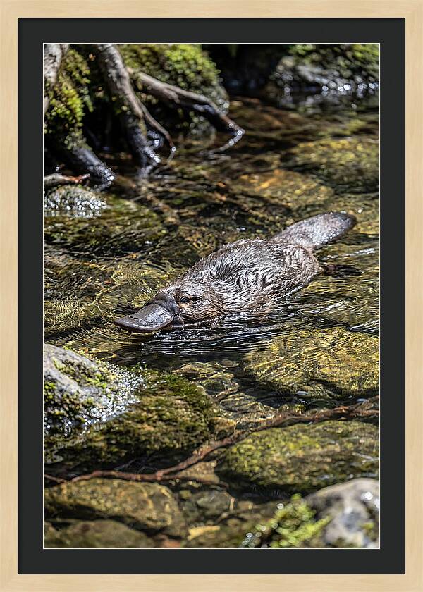 Platypus Swimming In Creek