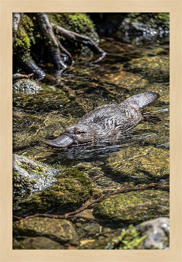 Platypus Swimming In Creek