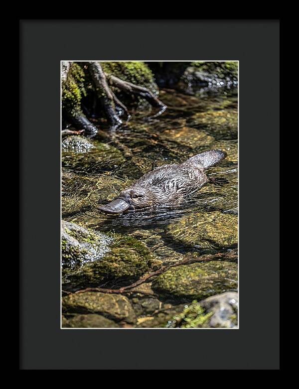 Platypus Swimming In Creek