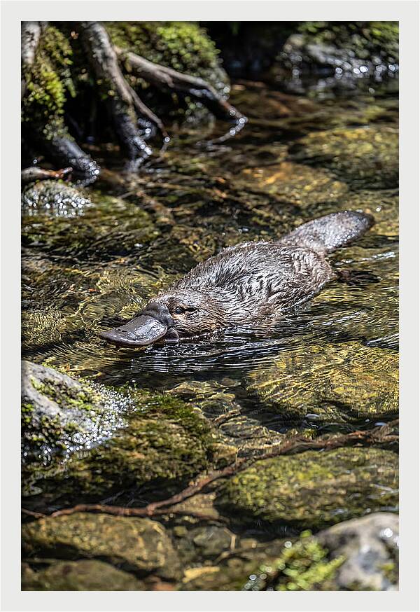 Platypus Swimming In Creek