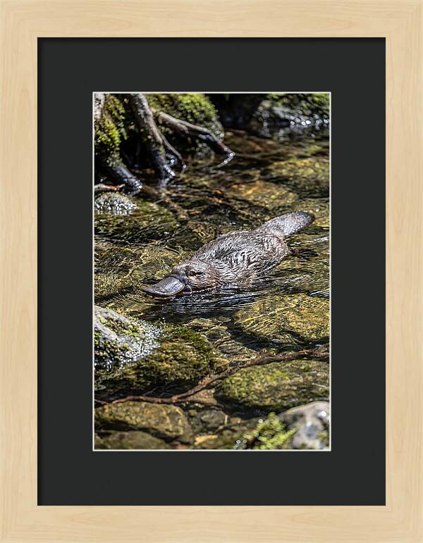 Platypus Swimming In Creek
