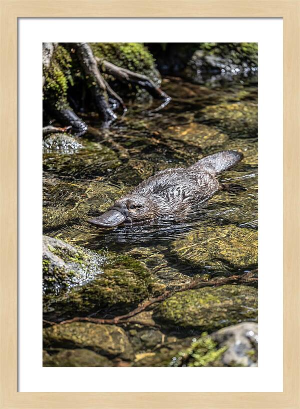 Platypus Swimming In Creek