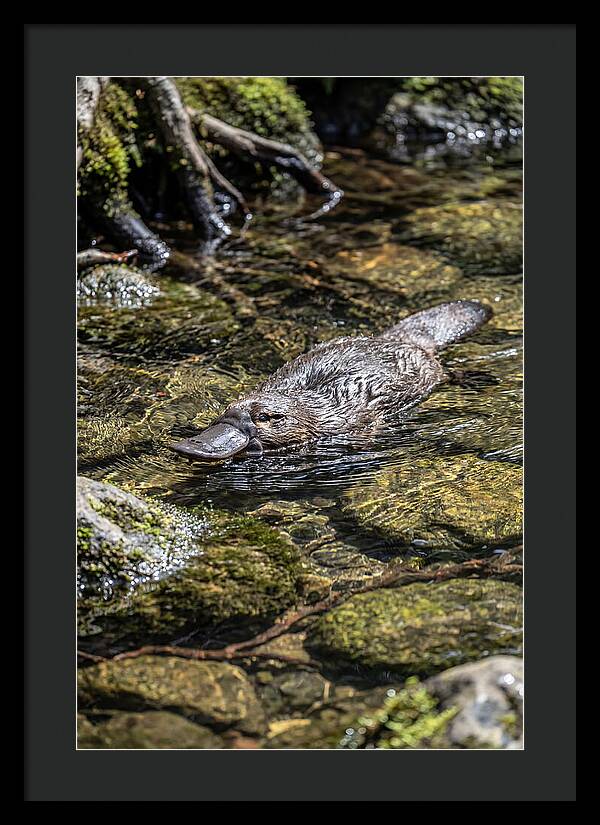 Platypus Swimming In Creek