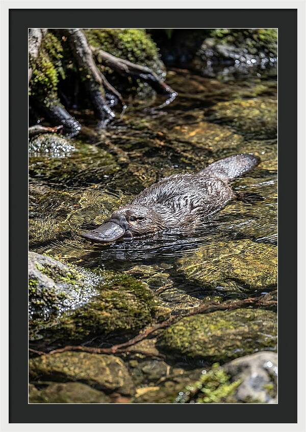 Platypus Swimming In Creek