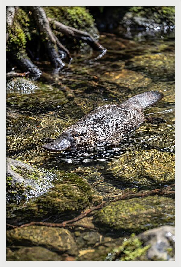 Platypus Swimming In Creek