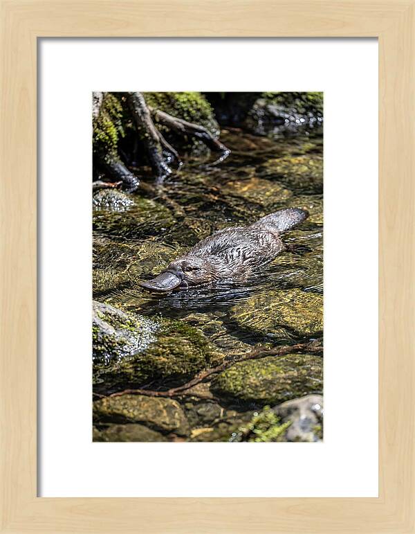 Platypus Swimming In Creek