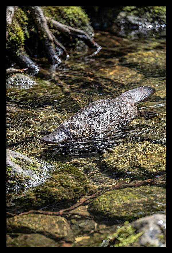 Platypus Swimming In Creek