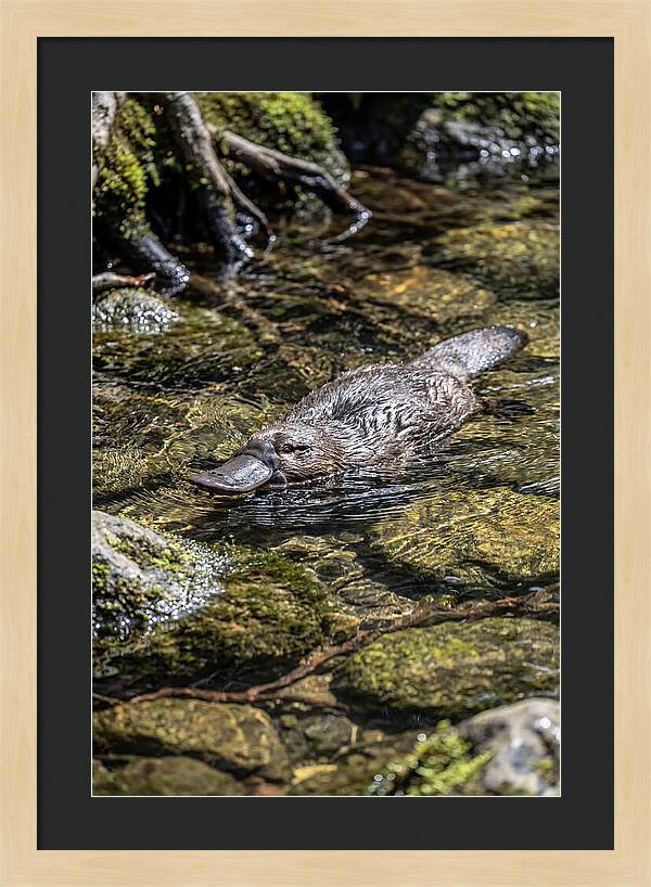 Platypus Swimming In Creek