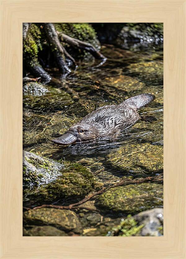Platypus Swimming In Creek