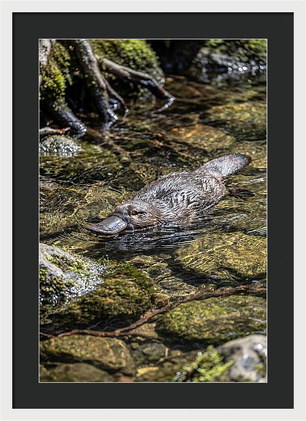 Platypus Swimming In Creek