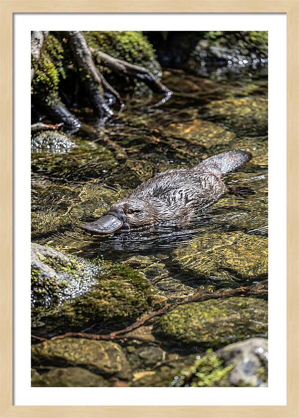Platypus Swimming In Creek