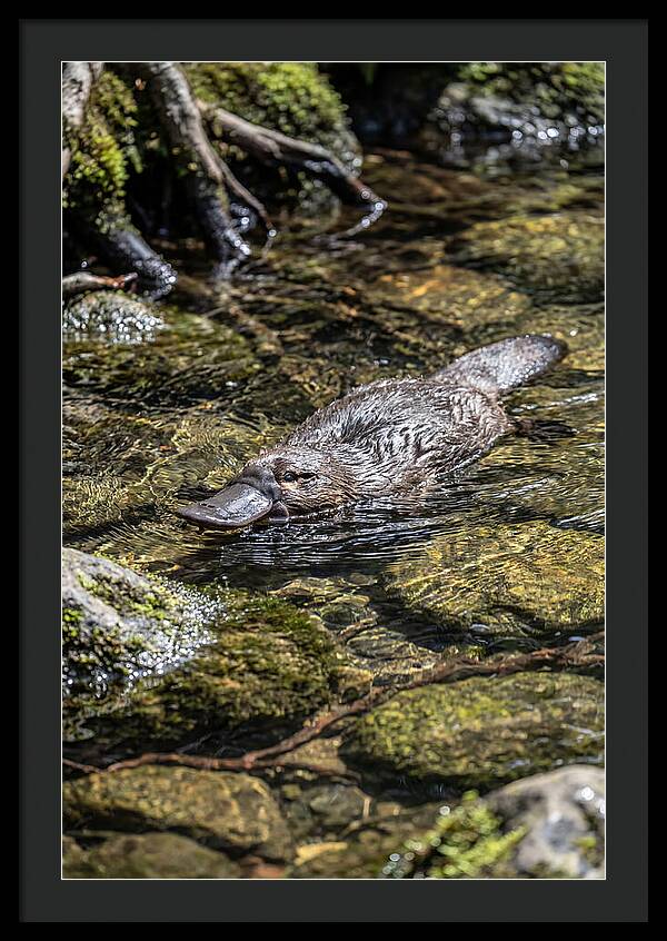 Platypus Swimming In Creek
