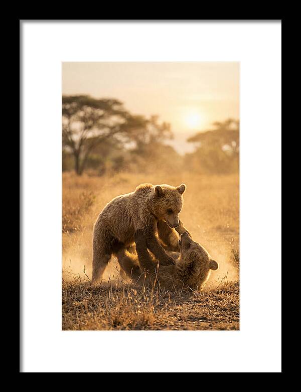 Playful Cubs In The Serengeti