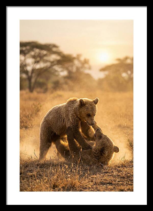Playful Cubs In The Serengeti