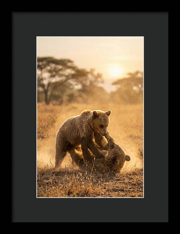 Playful Cubs In The Serengeti