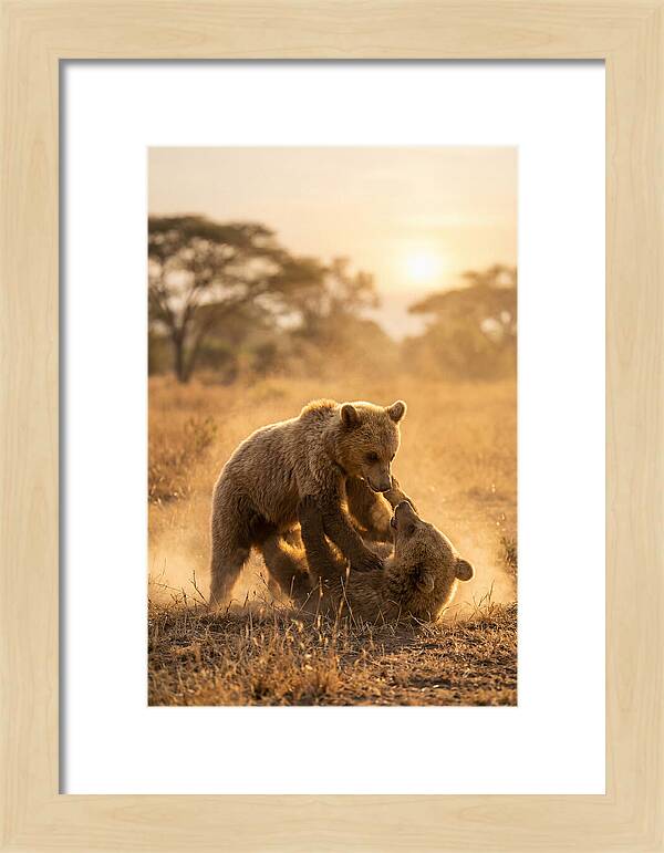 Playful Cubs In The Serengeti