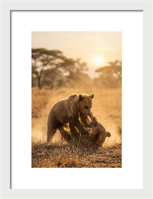 Playful Cubs In The Serengeti