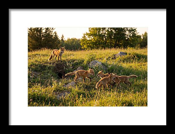 Playful Red Fox Cubs