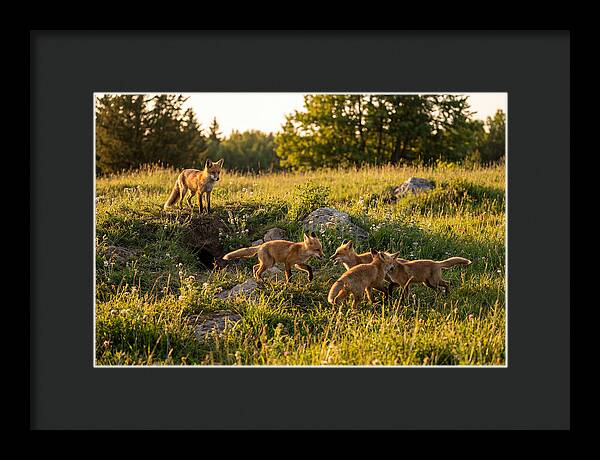 Playful Red Fox Cubs