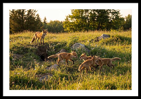 Playful Red Fox Cubs