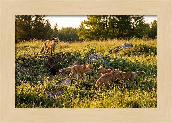 Playful Red Fox Cubs